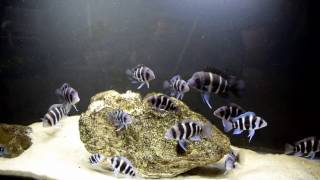 How to Improve the Growth Rate of The Frontosa Cichlids [upl. by Eelegna]