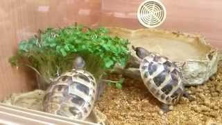 Hermanns tortoise eating salad cress at Reptilisious [upl. by Yahsel]