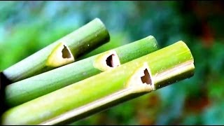 How to make a Flute or Swanee Slide Whistle out of Bamboo  Sensory Learning 4 Life [upl. by Durrell67]