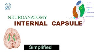 Internal capsule  Neuroanatomy  university exam  NEET PG  MUHS [upl. by Mayman]