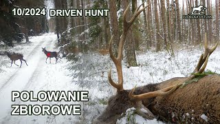 Mazurskie polowanie zbiorowe cz2  SUDECKA OSTOJA 102024 Driven Hunt in Poland jagd deer [upl. by Adolfo]