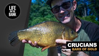 CRUCIAN CARP FISHING  Float and Feeder [upl. by Jelsma]