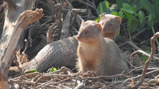 Indian grey mongoose ಮುಂಗುಸಿ [upl. by Strohl]