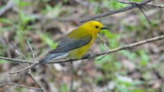 Prothonotary Warbler [upl. by Hands]