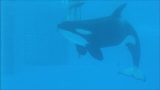 Tilikum amp Malia Playing Part 1 82016 [upl. by Maighdiln]