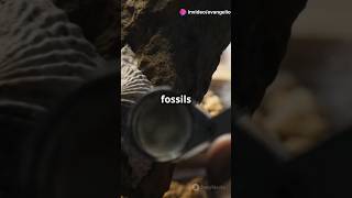 Hiker Discovers 280MillionYearOld Secret in the Alps fossil youtubeshorts interesting [upl. by Malley]