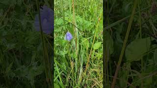 La Chicorée Fleur de Bach Pour LEmpathie  Chicory Bach Flower for Empathy [upl. by Euqinad]