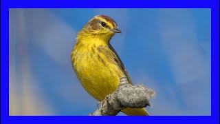 Palm Warbler Singing Palm Warbler Calling Singing  Reinita Palmera Canto  Setophaga Palmarum [upl. by Oidgime]