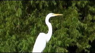 Florida WaterbirdsEgretsHeronsCranes Video Footage [upl. by Accever]