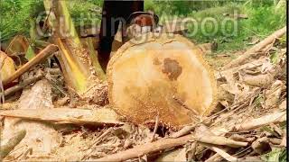 cara membuat papan dengan mesin chainsaw  how people cutting wood  woodworking idea [upl. by Nave279]