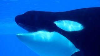 Interacting with Tilikum August 5 2014 [upl. by Loni511]