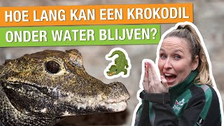 DIT MOET JE WETEN OVER KROKODILLEN  KIJK MEE MET DE VERZORGING 🐊  Carlijns Dierenvraag 25 [upl. by Sukram]