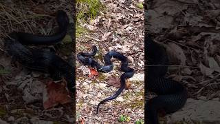 Eastern Rat Snake 🐍 afternoon slithering [upl. by Mercie351]