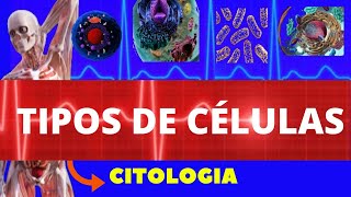 TIPOS CELULARES EUCARIONTE E PROCARIONTE  TIPOS DE CÉLULAS  CITOLOGIA [upl. by Notloc613]