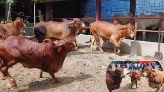 Exclusive Playful Sahiwal Calfs from Kushtia  Biggest cow in Bangladesh [upl. by Ecirrehs]