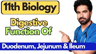 Digestive Function Of Duodenum Jejunum and Ileum  Class 11 Biology  Chapter 11 in Pashto [upl. by Harriot]