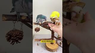 Highquality bird training snacks parrot snacks parrot paper shell pockmarks bird training sn [upl. by Redle]