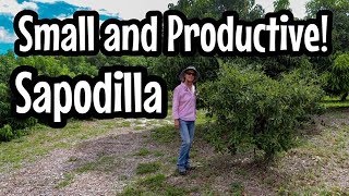 HOW TO Keep Sapodilla Small and Productive [upl. by Ellenoj]