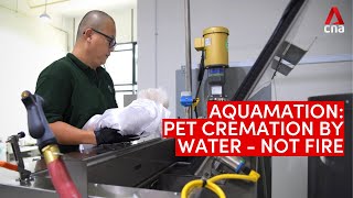 Aquamation When a pet is cremated by water – not fire [upl. by Yelkao]