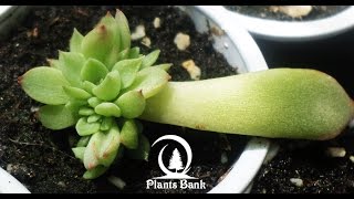 How to Grow Echeveria amp Succulent plants A to Z Part 1 [upl. by Laspisa]