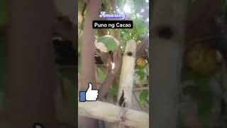 kalikasan buhaypribinsya music fypyoutube nature cacao simplengbuhayprobinsya [upl. by Fleeman475]