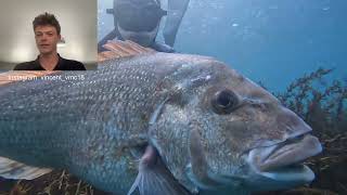 Epic winter spearfishing NZ  SNAPPER CRAYFISH [upl. by Raynor313]