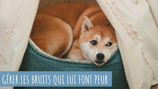 DÉSENSIBILISER TON CHIEN AUX BRUITS QUI LUI FONT PEUR [upl. by Cordelia]