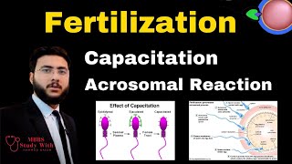 Fertilization Capacitation Acrosomal Reaction Definition Meaning amp Examples [upl. by Orlando]