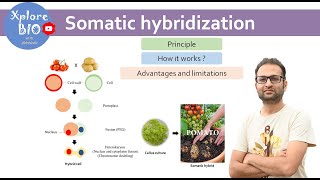 Somatic hybridization Plant tissue culture Principle how it works  Protoplast fusion [upl. by Fanny639]