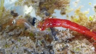 Midge Larva feeding on another Midge larva Chironomidae  Bloodworms [upl. by Atinad162]