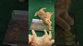 Adorable Maine Coon Kittens Play with iPad – TechSavvy Fluffballs [upl. by Orthman931]