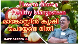 മാങ്കോസ്റ്റിൻ കൃഷി ചെയ്യേണ്ട രീതി How to Grow a Healthy Mangosteen [upl. by Ayinat]