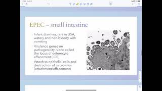 Enterobacteriaceae [upl. by Rehtaeh865]