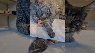 quotUne séance dostéopathie pour un chaton adorablequot [upl. by Roux794]