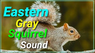 Eastern Gray squirrel Call Sound  Animal Planet kingdom Wild [upl. by Spatz]