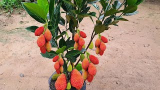 From jackfruit to Tree How to Plant and Grow Your Own jackfruit root like crazy after 1 night [upl. by Kumagai]