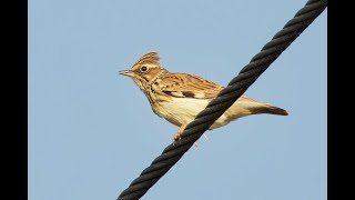 Woodlark Cavenham Heath Suffolk 19924 [upl. by Aciria]