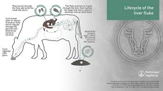 Animated LIFECYCLE of the Liver Fluke [upl. by Sydney]