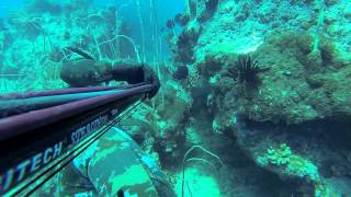 Spearfishing QLD Reef [upl. by Terrence]