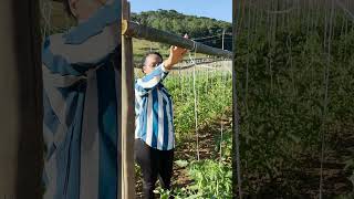 🍅 Conheça o sistema de tutoramento vertical do tomate 🍅 agro agricultura tomate [upl. by Kip]