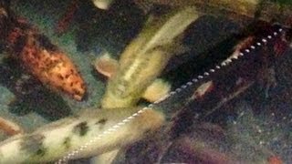 Feeding the Japanese Koi fish Cyprinus carpio pond On Vancouver Island Canada [upl. by Inoj805]