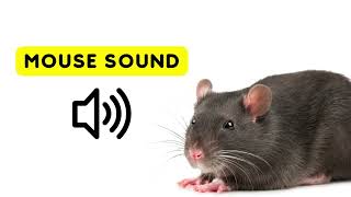 Mouse Sounds for Cats  Mice Squeaking Sound Effect [upl. by Haimes]