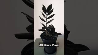 Zz Plant Black Raven black blackraven plants zzplant [upl. by Guerra]