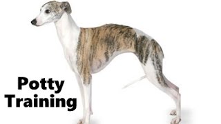 How To Potty Train A Whippet Puppy  Whippet House Training Tips  Housebreaking Whippet Puppies [upl. by Forester]