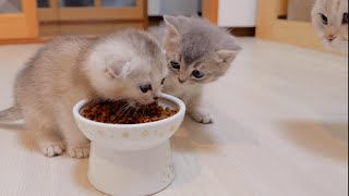 Foster Kittens Trying Wet Food for the First Time so cute [upl. by Blackburn]