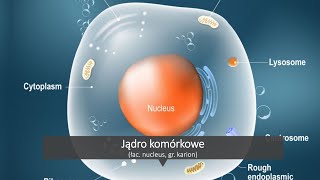 Jądro komórkowe  budowa i funkcje [upl. by Uel904]