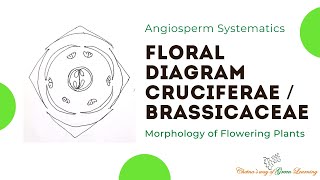 Cruciferae or Brassicaceae Floral Diagram I Morphology of Flowering Plants [upl. by Michael]