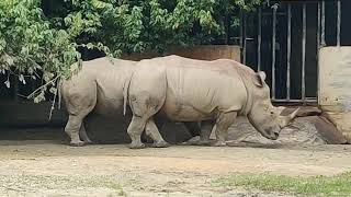 Rhinoceros at Taiping Zoo [upl. by Aleras]