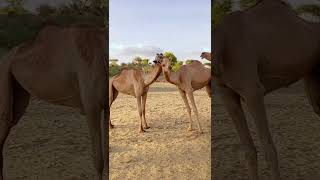 Brutal Fight of Camels 😛 camel camels camelculture camelracing camellife [upl. by Humble]