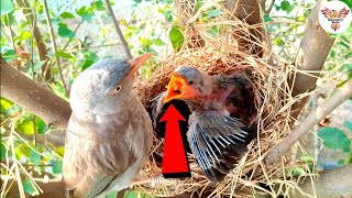 Babbler Bird’s Love for Its Chick  A Beautiful Sight  Babbler Feeds DiscoveryBirds [upl. by Ahtaga547]